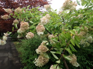 ミナヅキ　全体